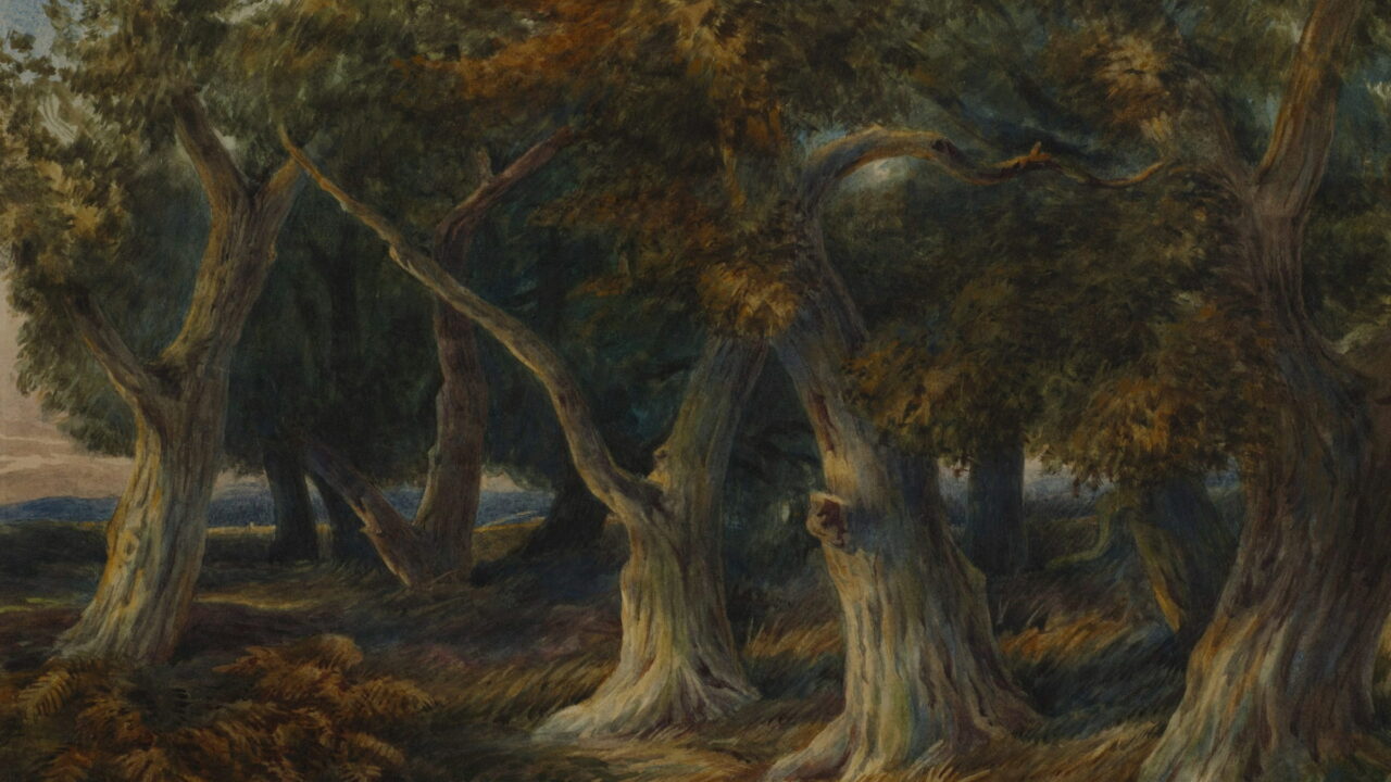 A grove of old twisted oaks with thick roots in brown autumn light.