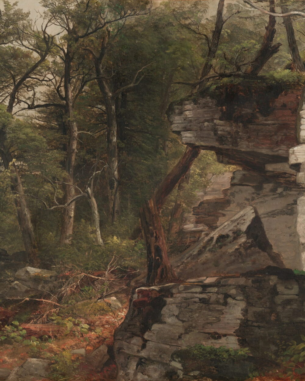 A gray rock ledge rises among birch and pine in a deep wood.