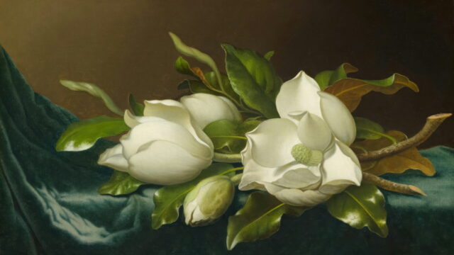 Three white magnolia flowers laid on a green velvet cloth.
