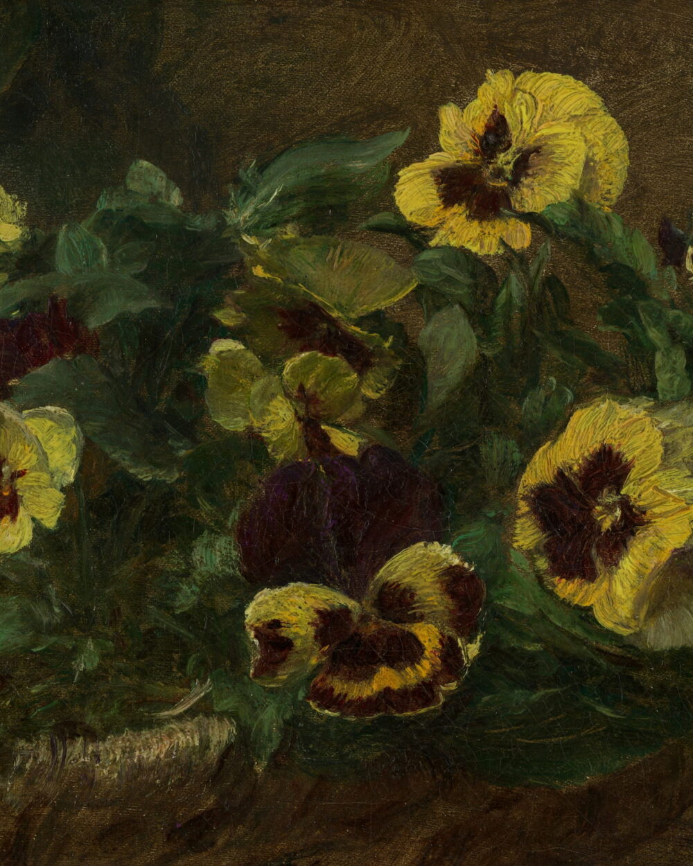 Yellow and purple pansies crowded among green leaves.