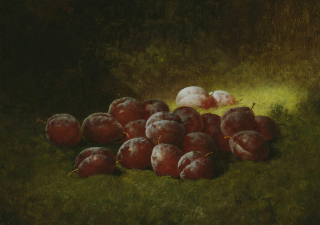 A heap of dark purple plums on green moss.
