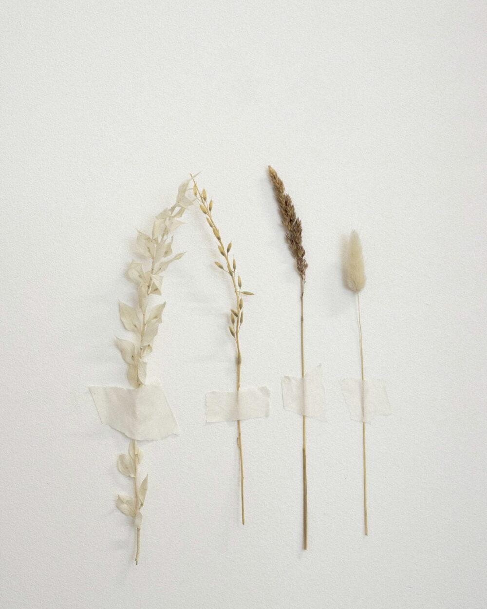 Four stems of dried grass taped to a white sheet of paper.