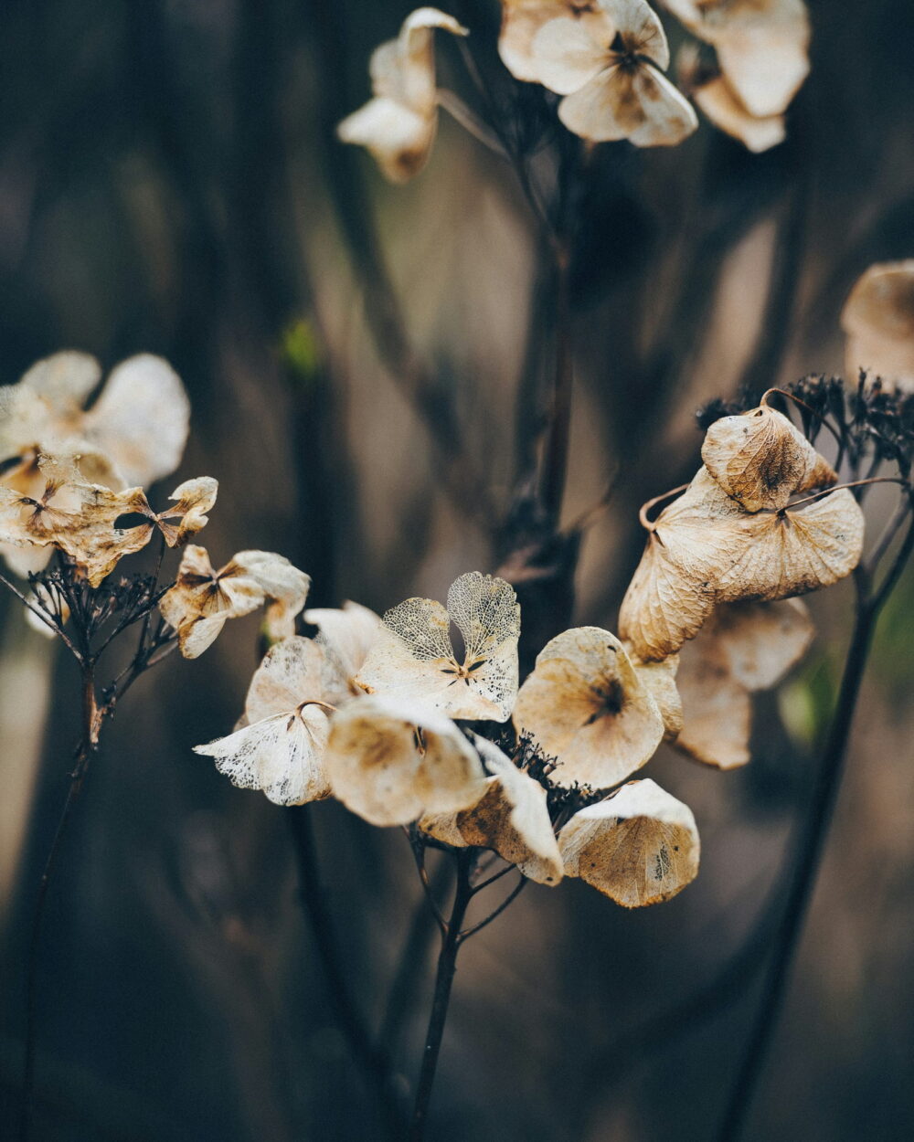 Pale dried hydrangea flowers on thin stems against a dark background.