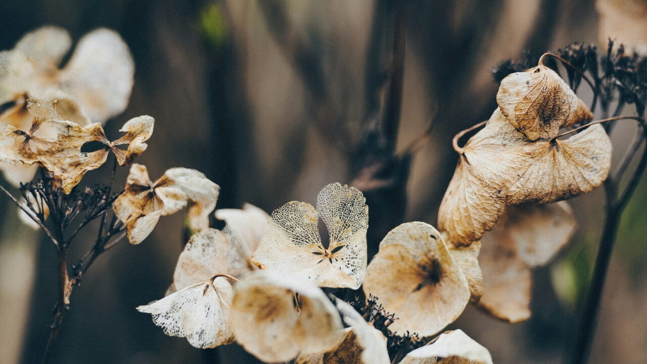 Pale dried hydrangea flowers on thin stems against a dark background.