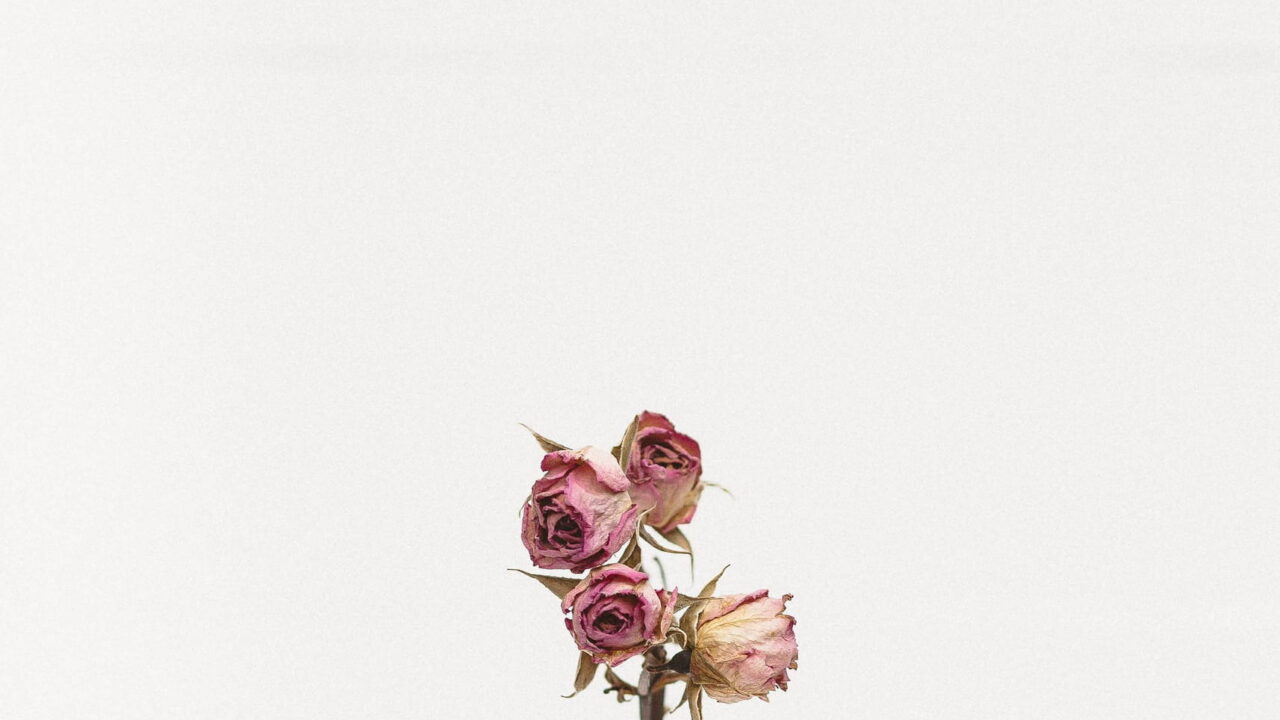 A small bunch of dried pink roses on one thin stem in a white cup, on a white background.