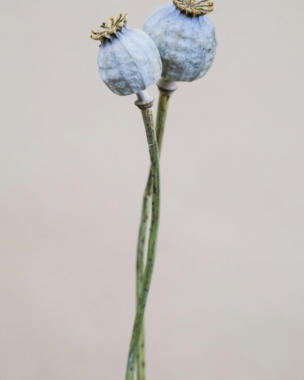 Two pale blue poppy seed pods on long, crossed stems against a gray wall.