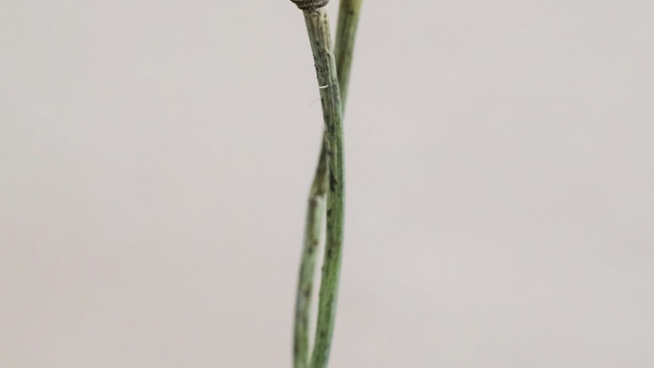 Two pale blue poppy seed pods on long, crossed stems against a gray wall.
