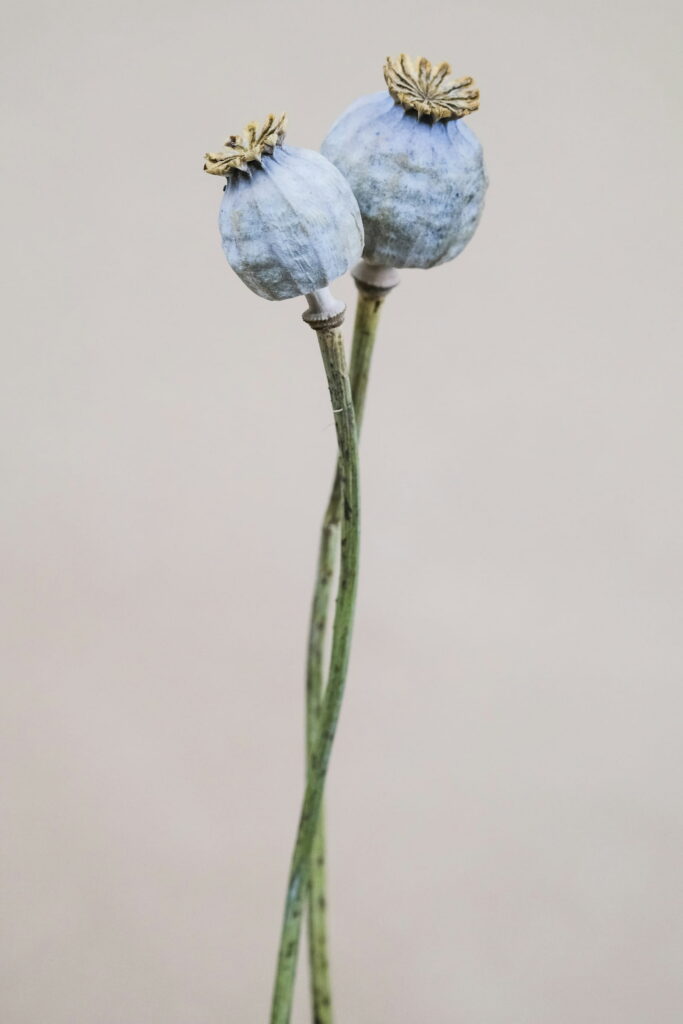 Two pale blue poppy seed pods on long, crossed stems against a gray wall.