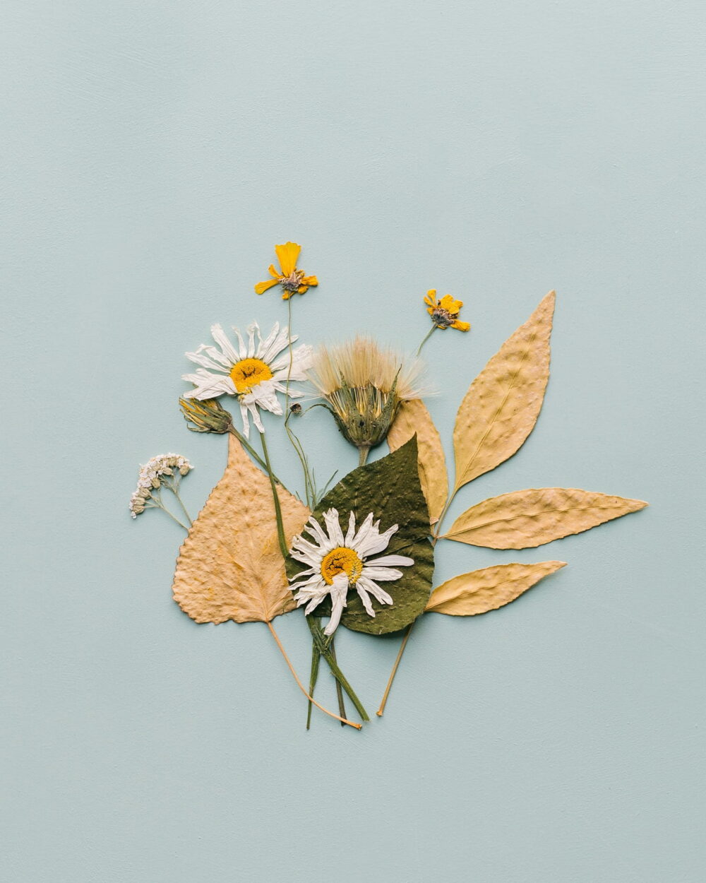 Pressed daisies and golden leaves arranged on pale blue paper.