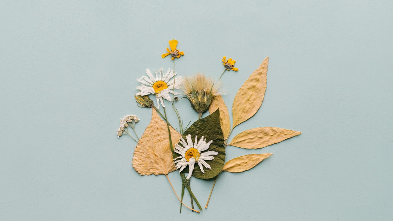 Pressed daisies and golden leaves arranged on pale blue paper.