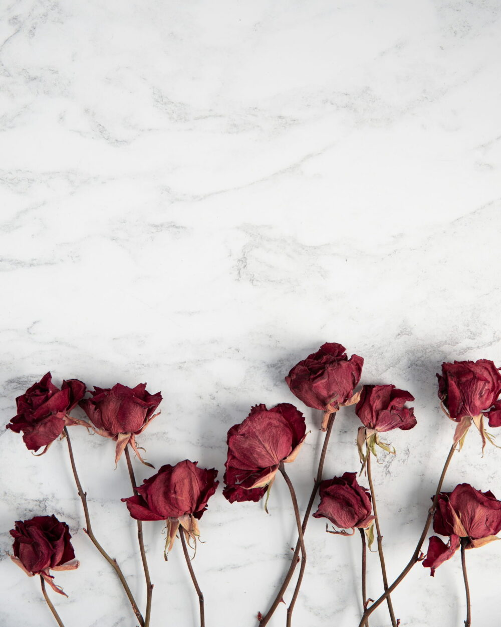 A row of dried red roses laid on white marble.