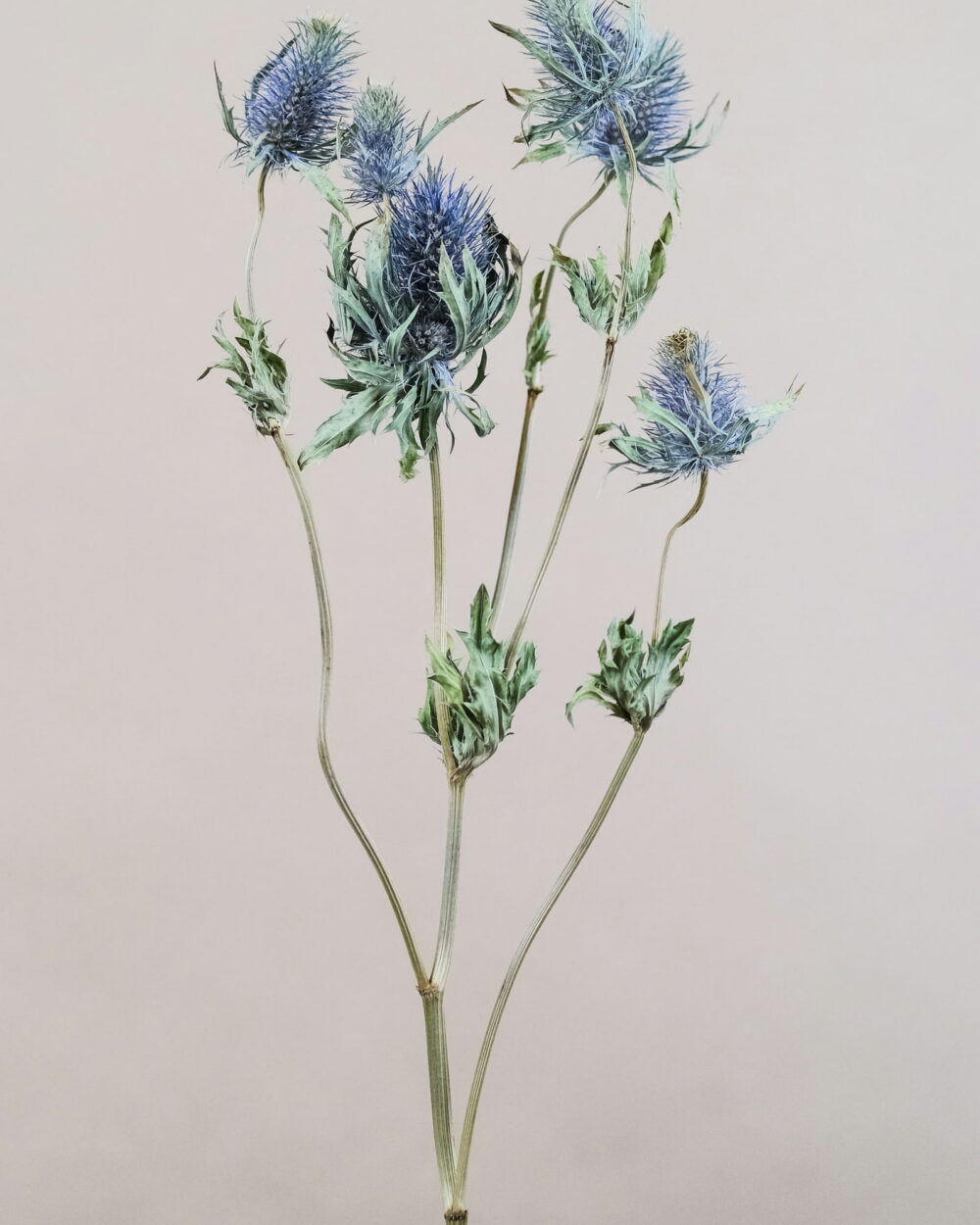 A branch of spiky blue sea holly against a soft gray background.