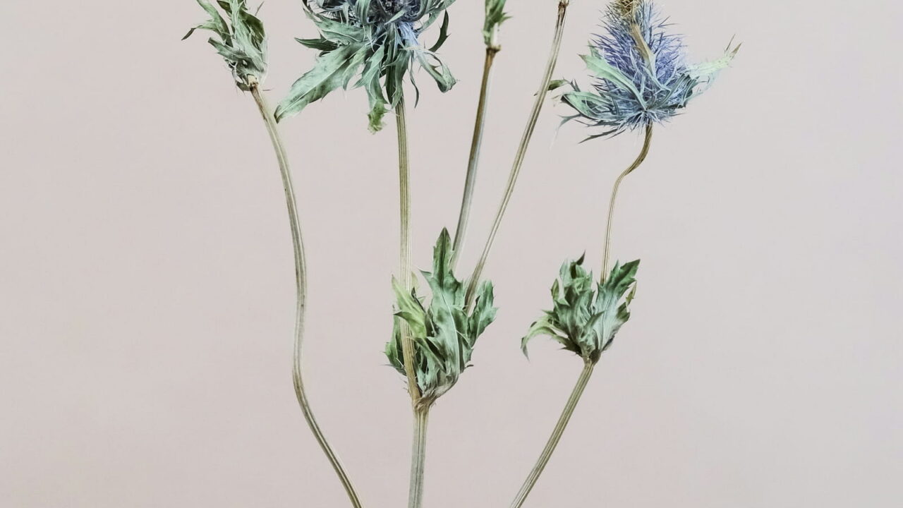 A branch of spiky blue sea holly against a soft gray background.