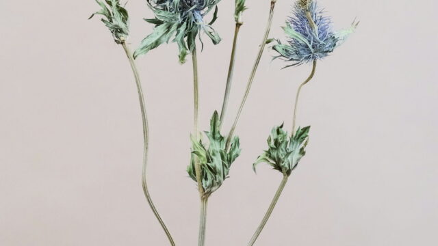 A branch of spiky blue sea holly against a soft gray background.