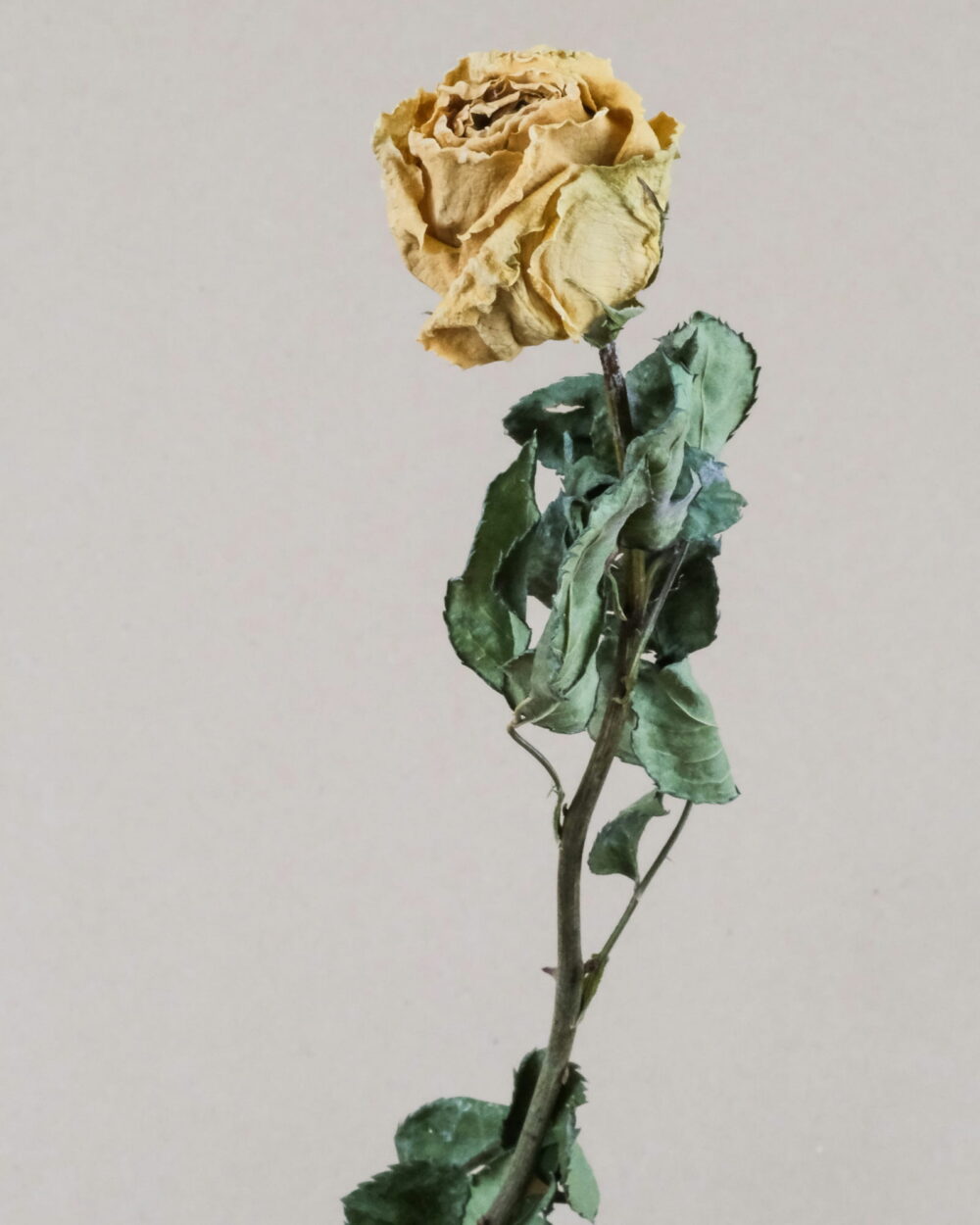 A single dried yellow rose with green leaves on a gray background.