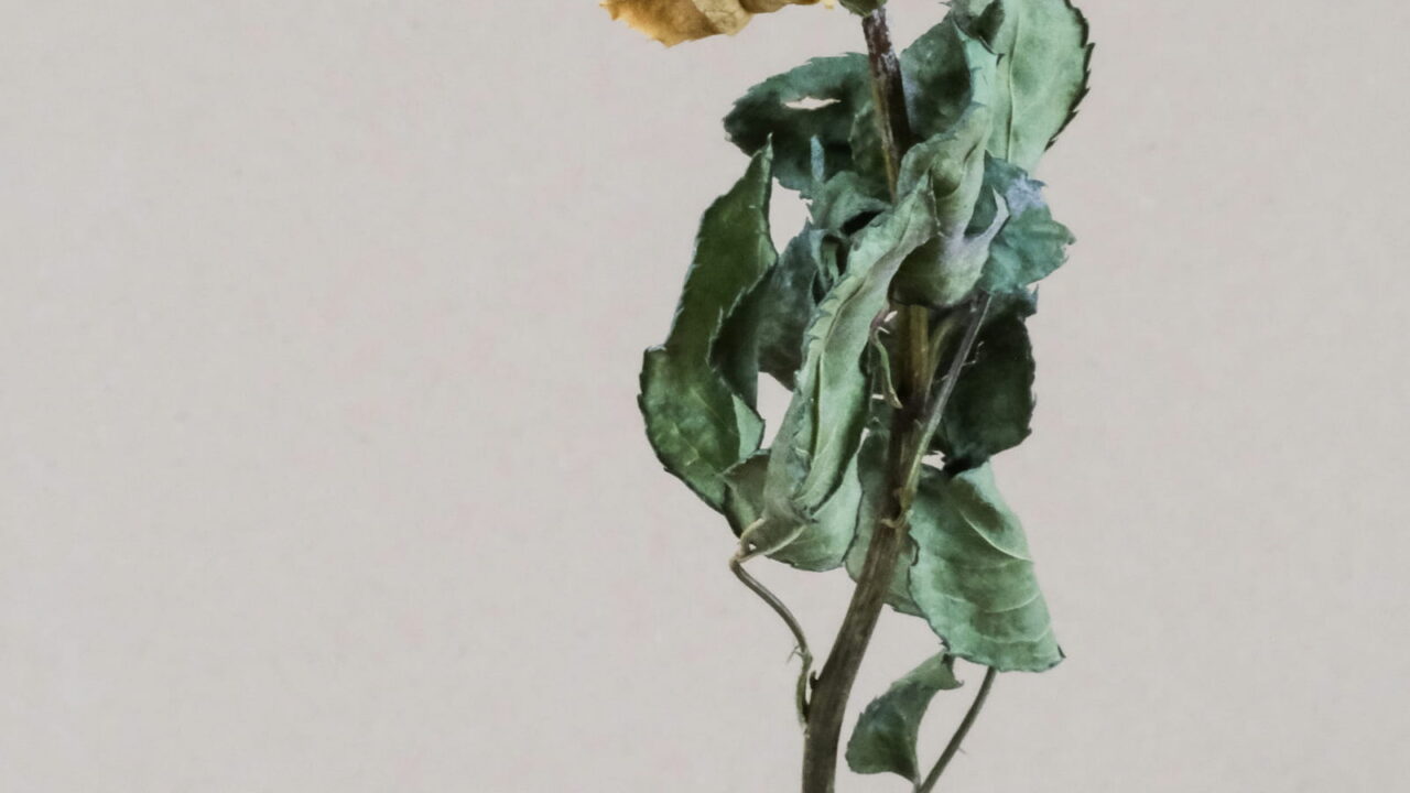 A single dried yellow rose with green leaves on a gray background.