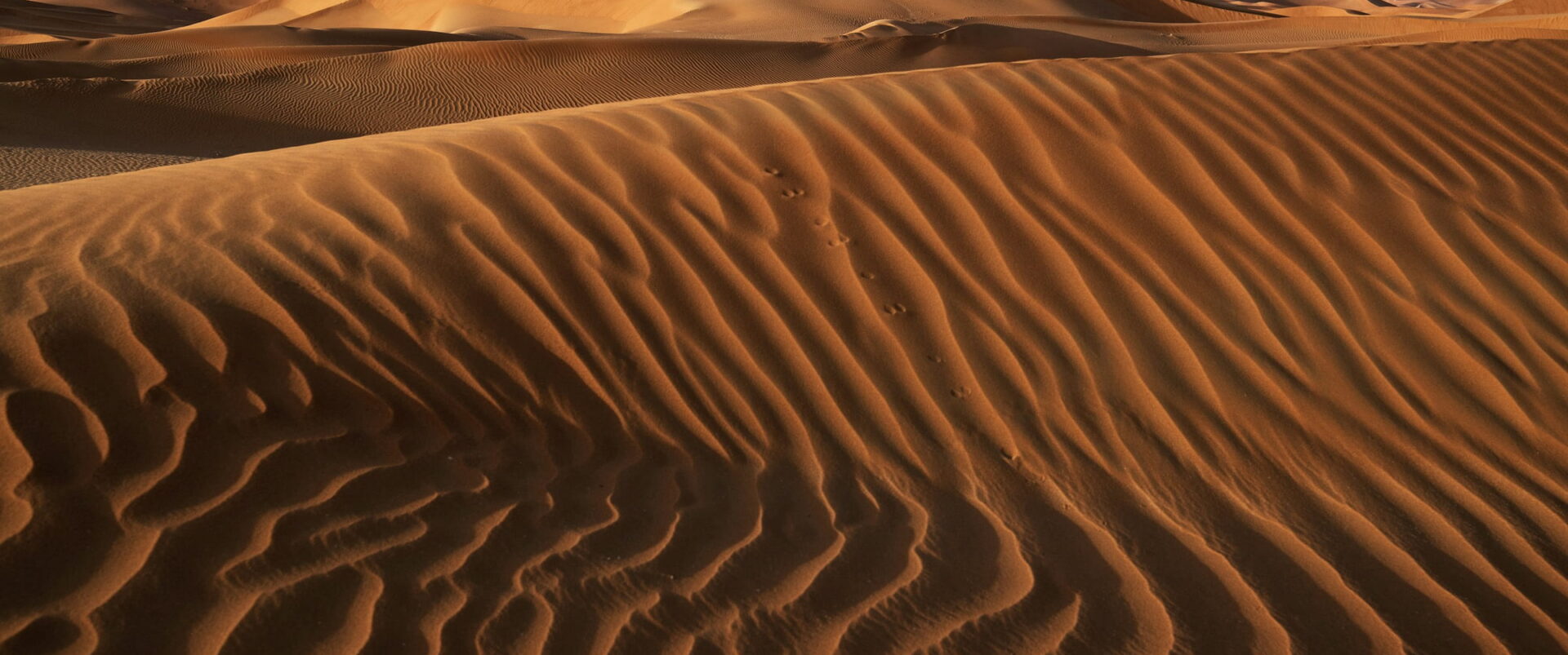 Wind ripples across golden sand dunes in strong side light.