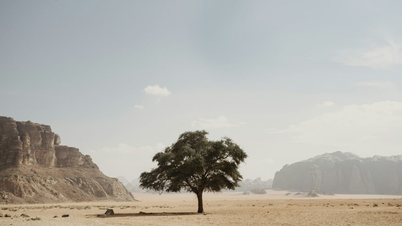 A single green tree on a pale desert plain between cliffs.