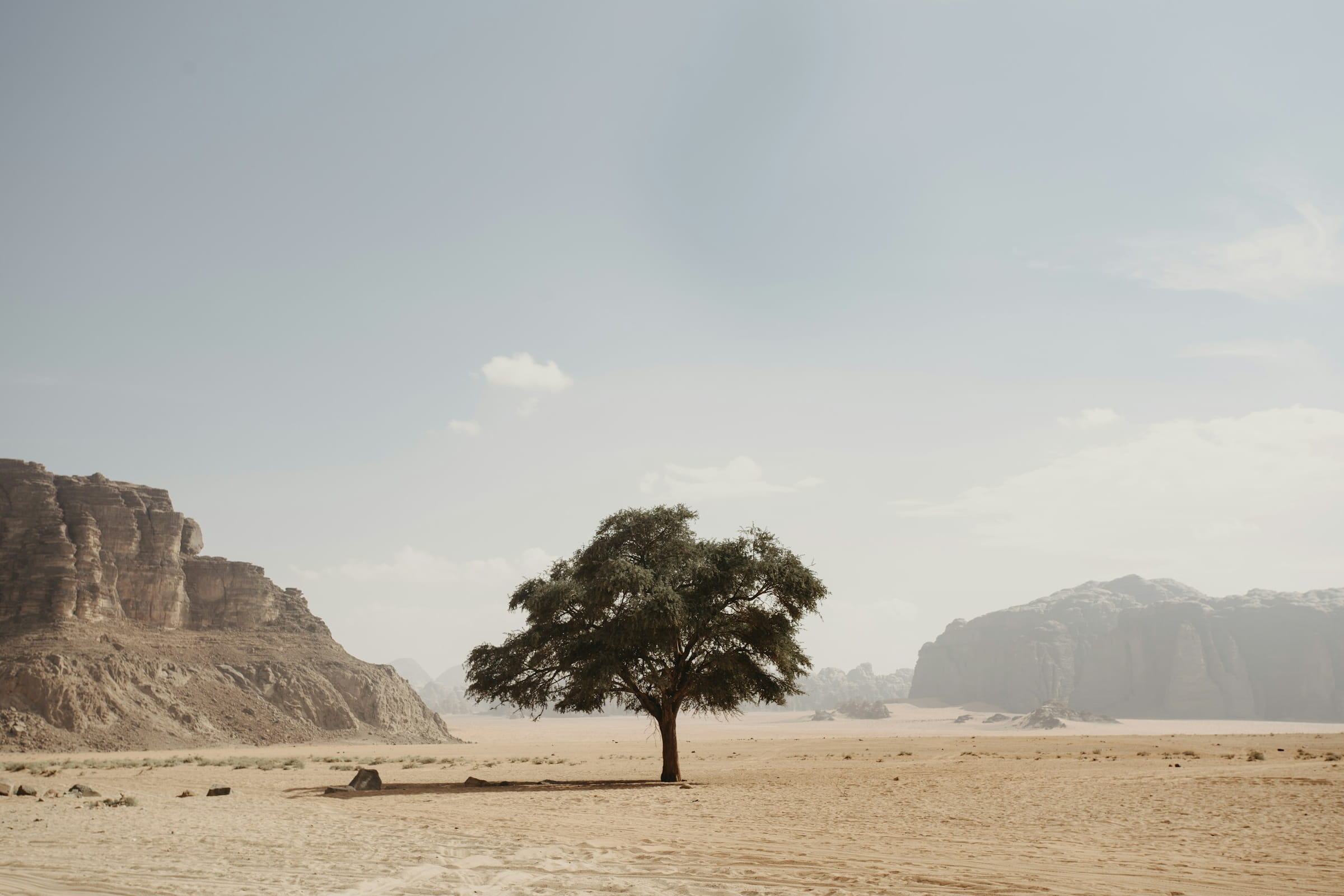 A single green tree on a pale desert plain between cliffs.
