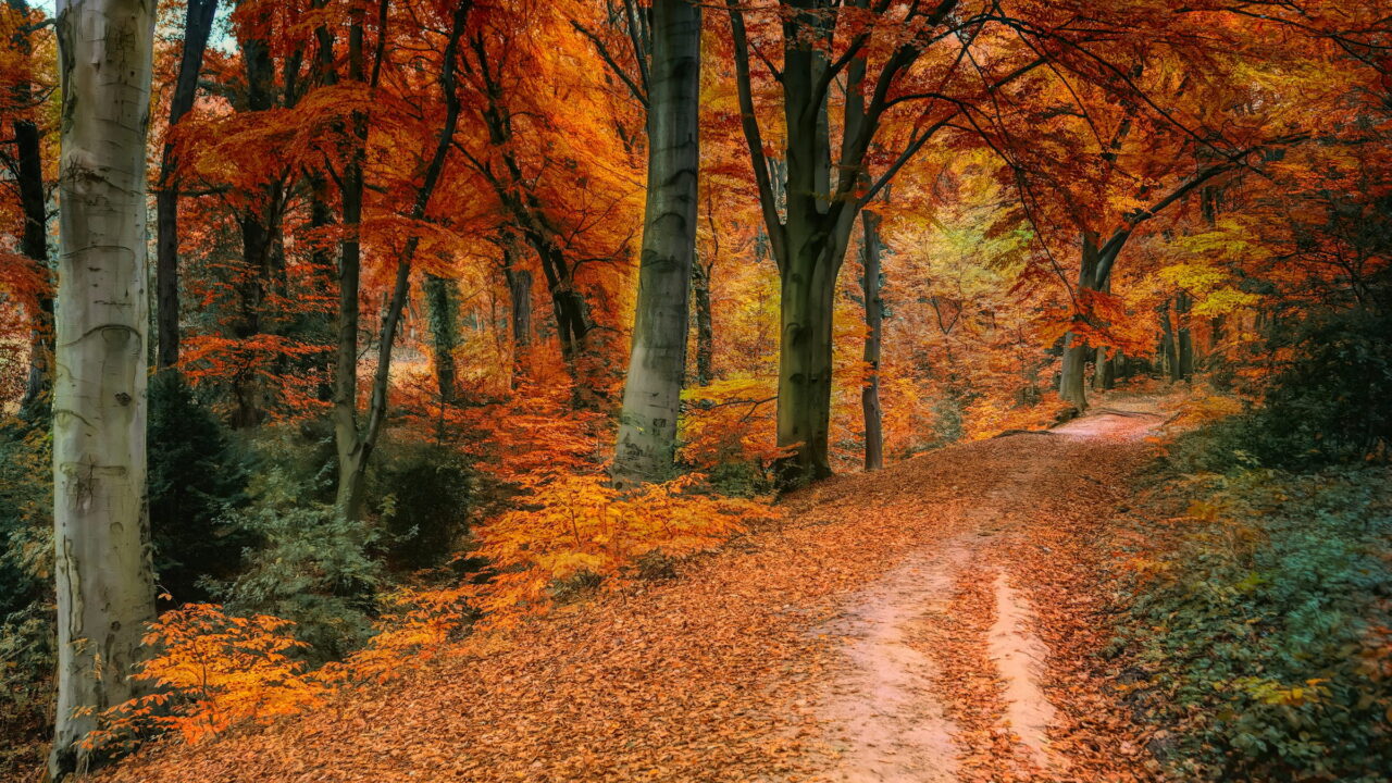 A path covered in orange leaves through a beech wood in autumn.