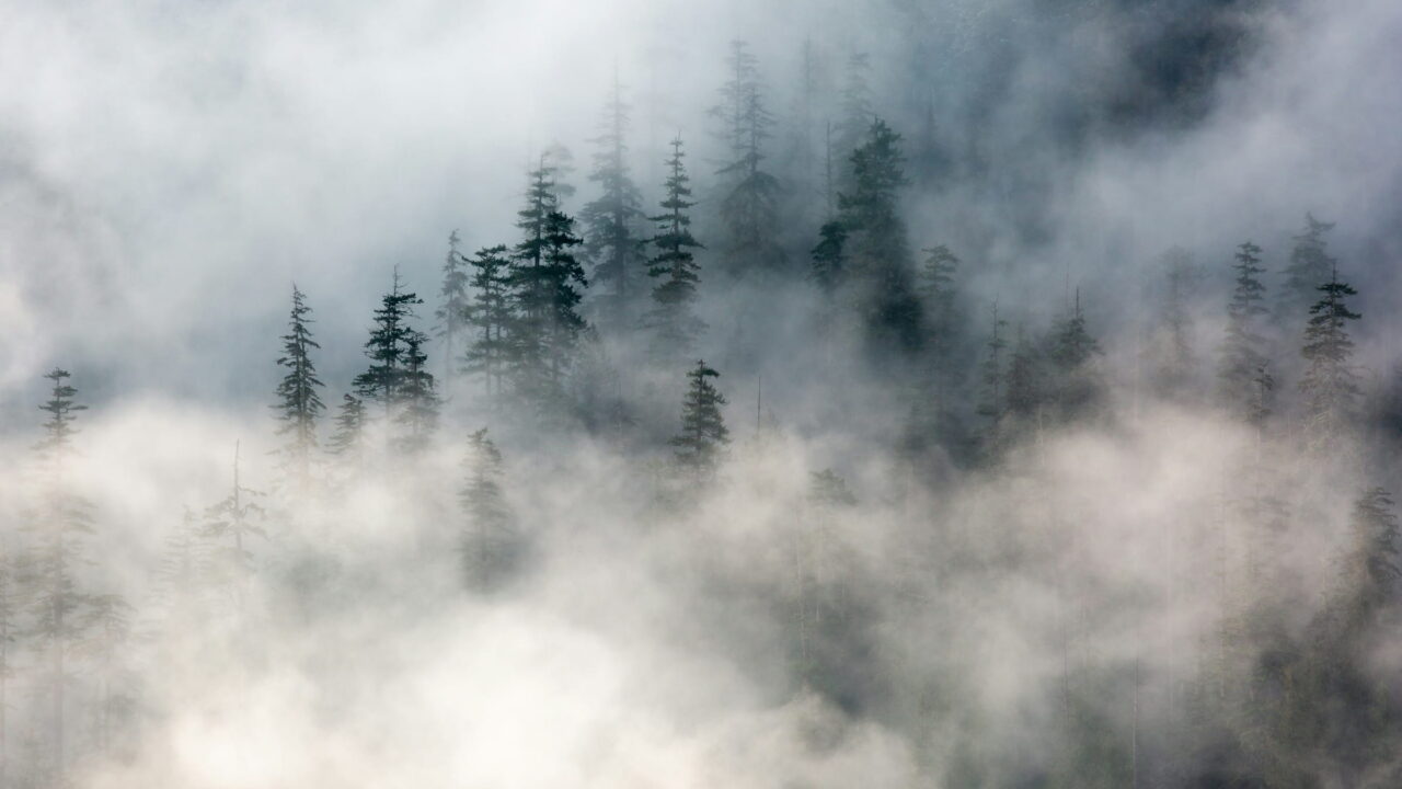The tops of fir trees rising out of thick white fog.