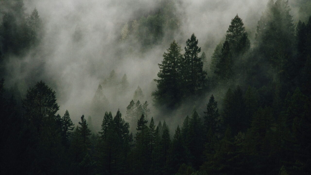 Dark fir trees fading into fog on a hillside.