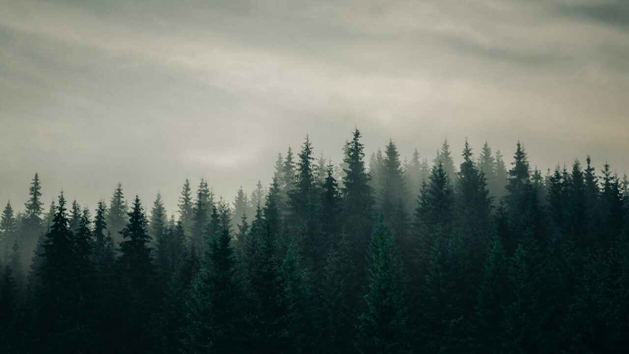 A long line of dark firs under a pale, misty sky.