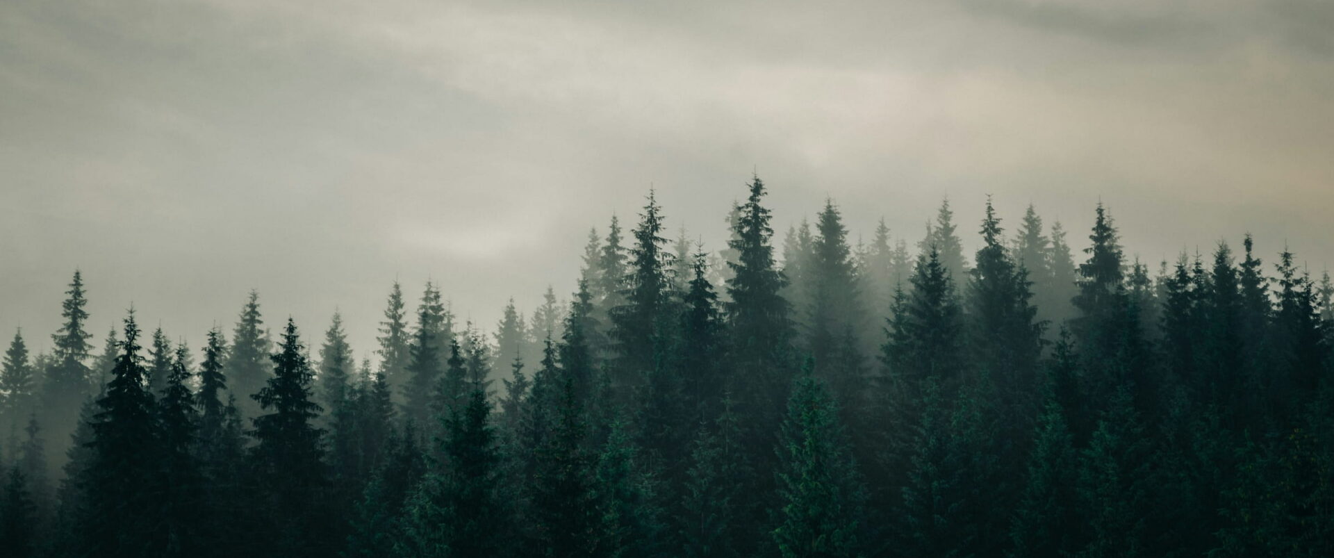 A long line of dark firs under a pale, misty sky.
