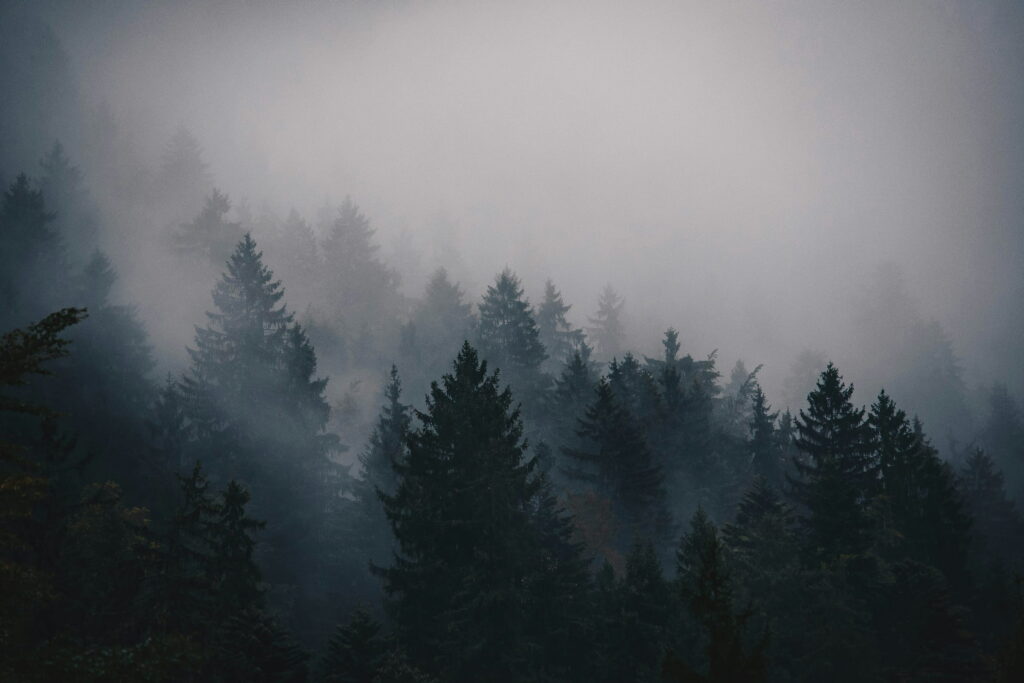 Dense evergreen trees coming out of thick gray fog on a mountain slope.
