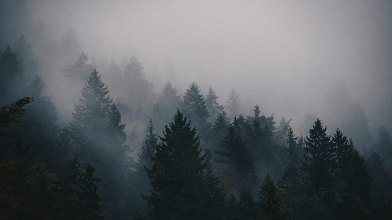 Dense evergreen trees coming out of thick gray fog on a mountain slope.