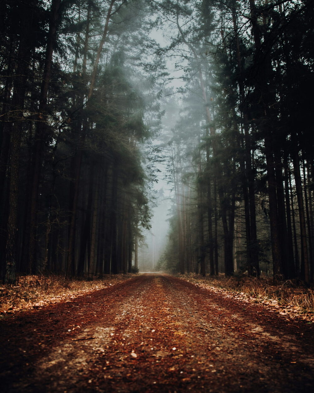 A straight dirt road running between tall, dark pines into fog.