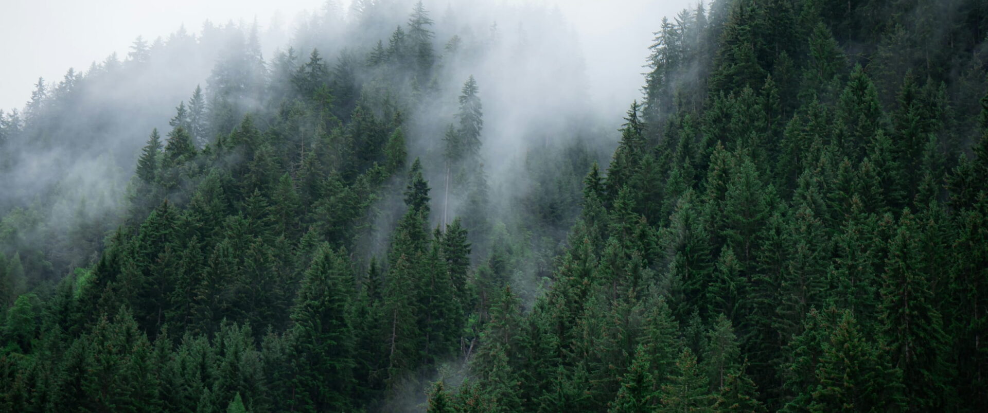 Low cloud drifting over a steep slope of dark green firs.