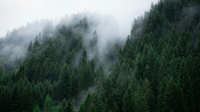 Low cloud drifting over a steep slope of dark green firs.