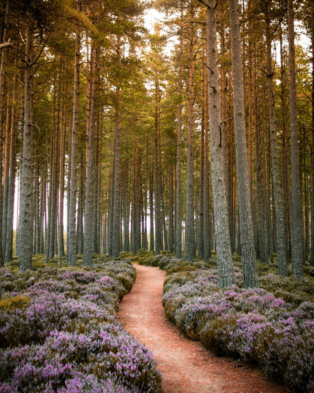 A dirt path winding through tall pines, with purple heather on both sides.