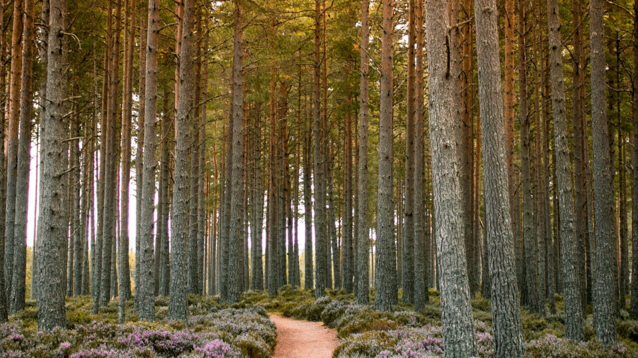 A dirt path winding through tall pines, with purple heather on both sides.
