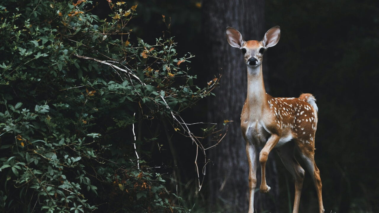 A spotted fawn standing at the edge of a dark wood with one leg raised.