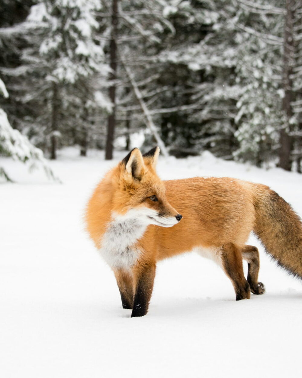 A red fox walking through deep snow at the edge of a snowy forest.