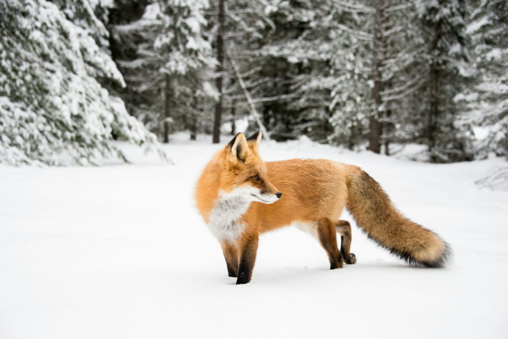 A red fox walking through deep snow at the edge of a snowy forest.