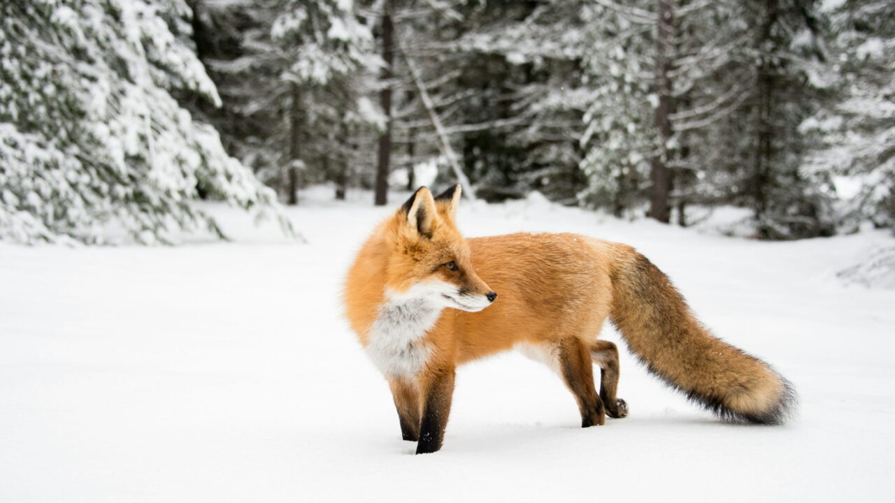 A red fox walking through deep snow at the edge of a snowy forest.