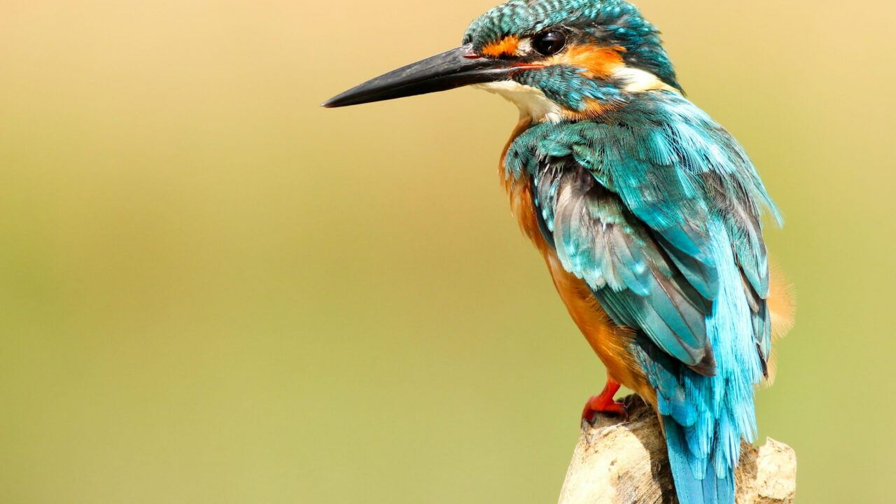 A kingfisher with blue and orange feathers perched on a branch against a soft yellow background.