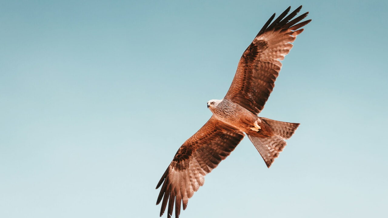A red kite flying with its wings spread against a pale blue sky.