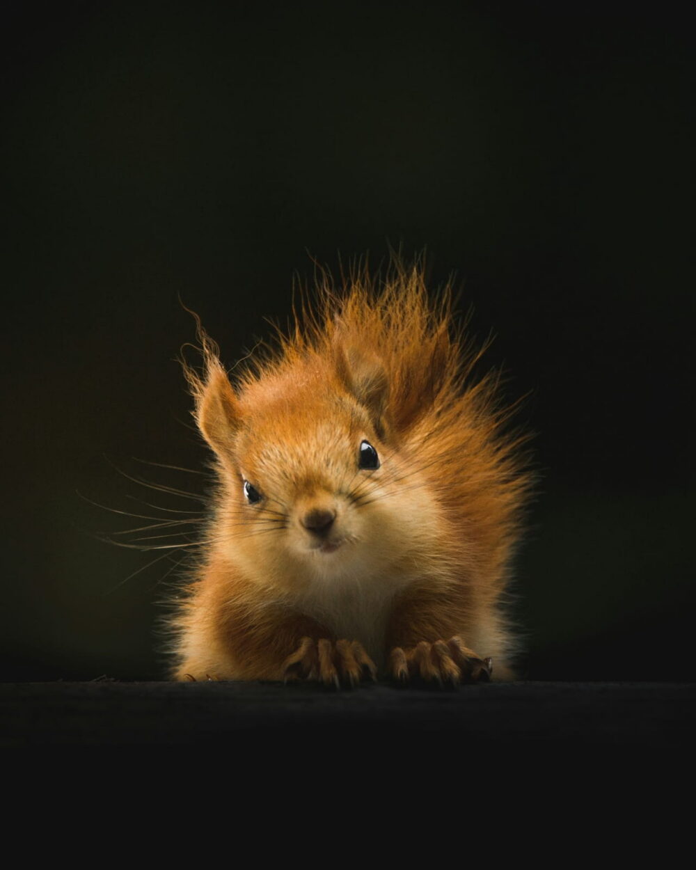 A red squirrel with tufted ears crouching on a black background.