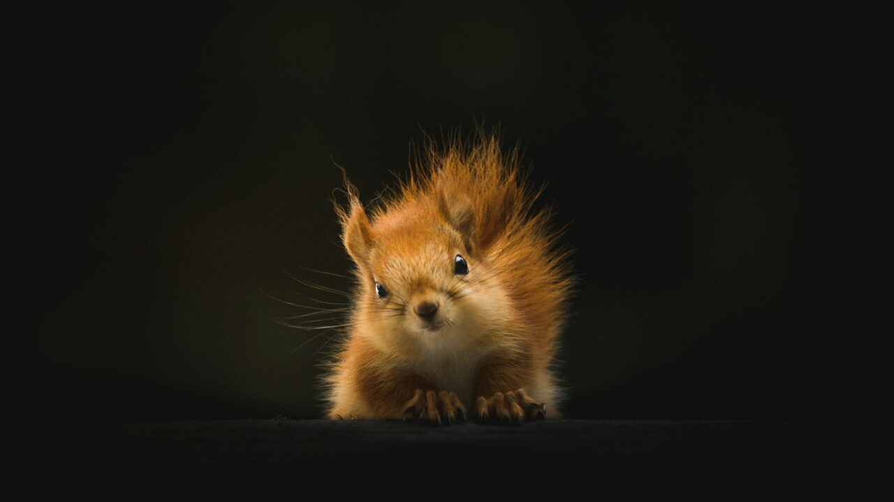 A red squirrel with tufted ears crouching on a black background.