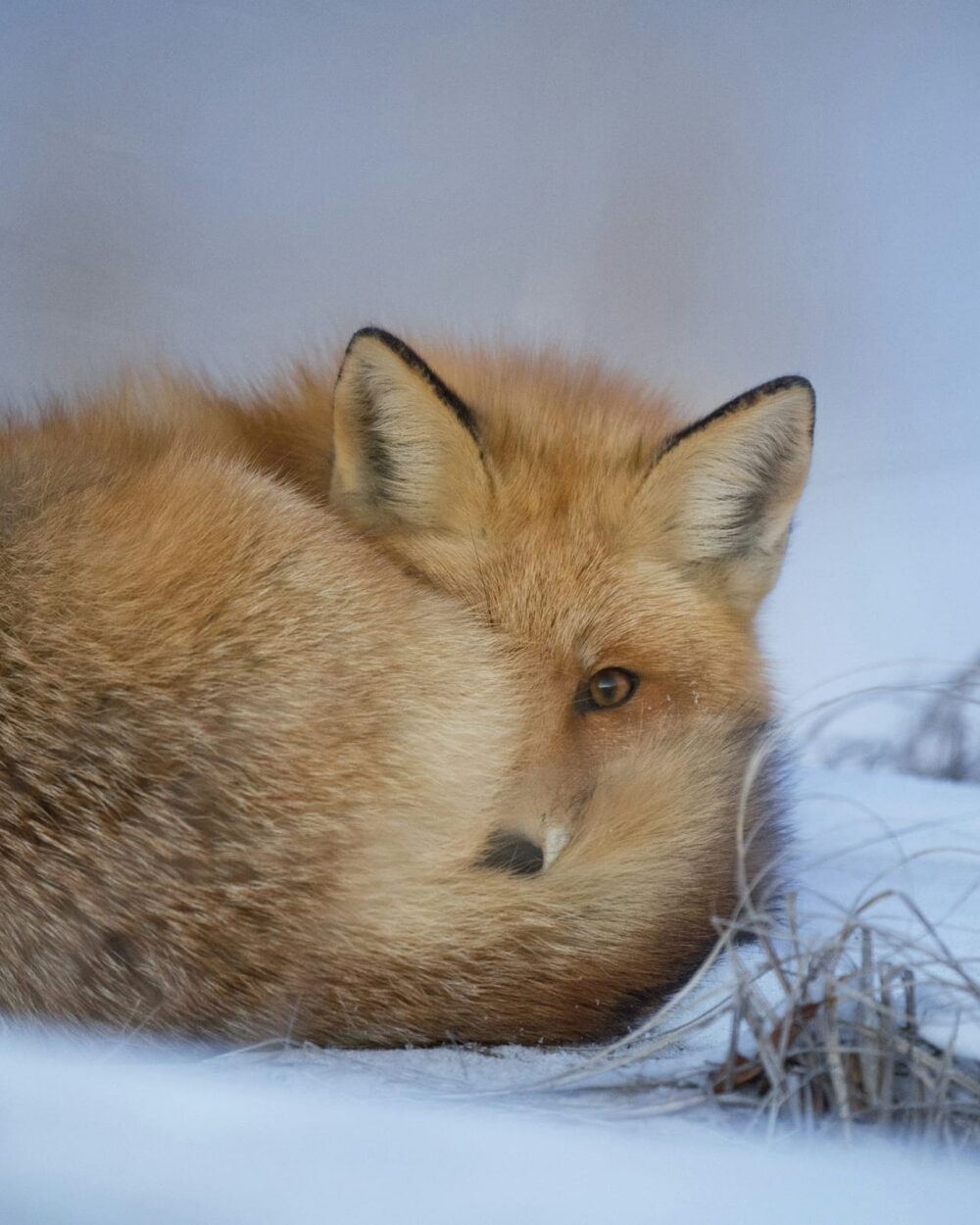 A red fox curled up asleep in the snow, with one eye open.