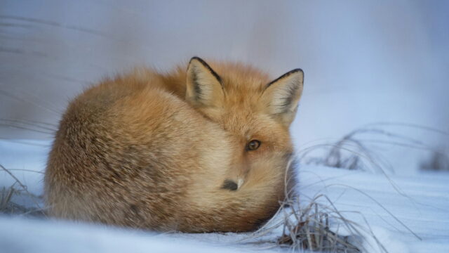 A red fox curled up asleep in the snow, with one eye open.