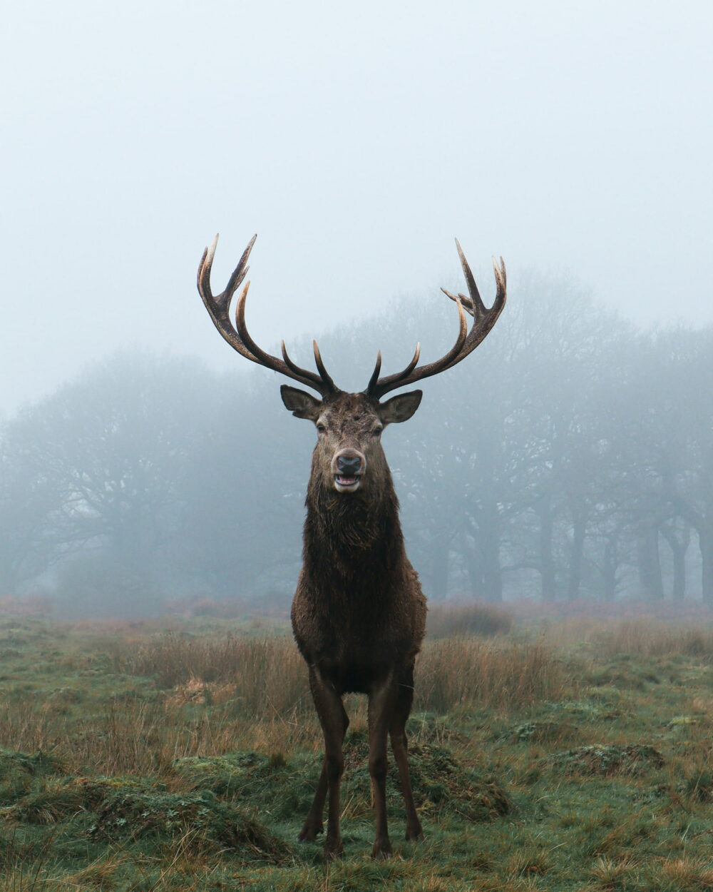 A red deer stag with wide antlers standing in a misty field in front of trees.