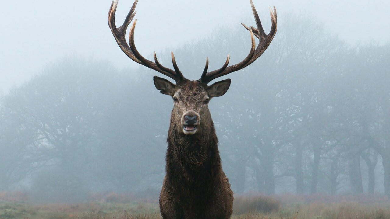 A red deer stag with wide antlers standing in a misty field in front of trees.