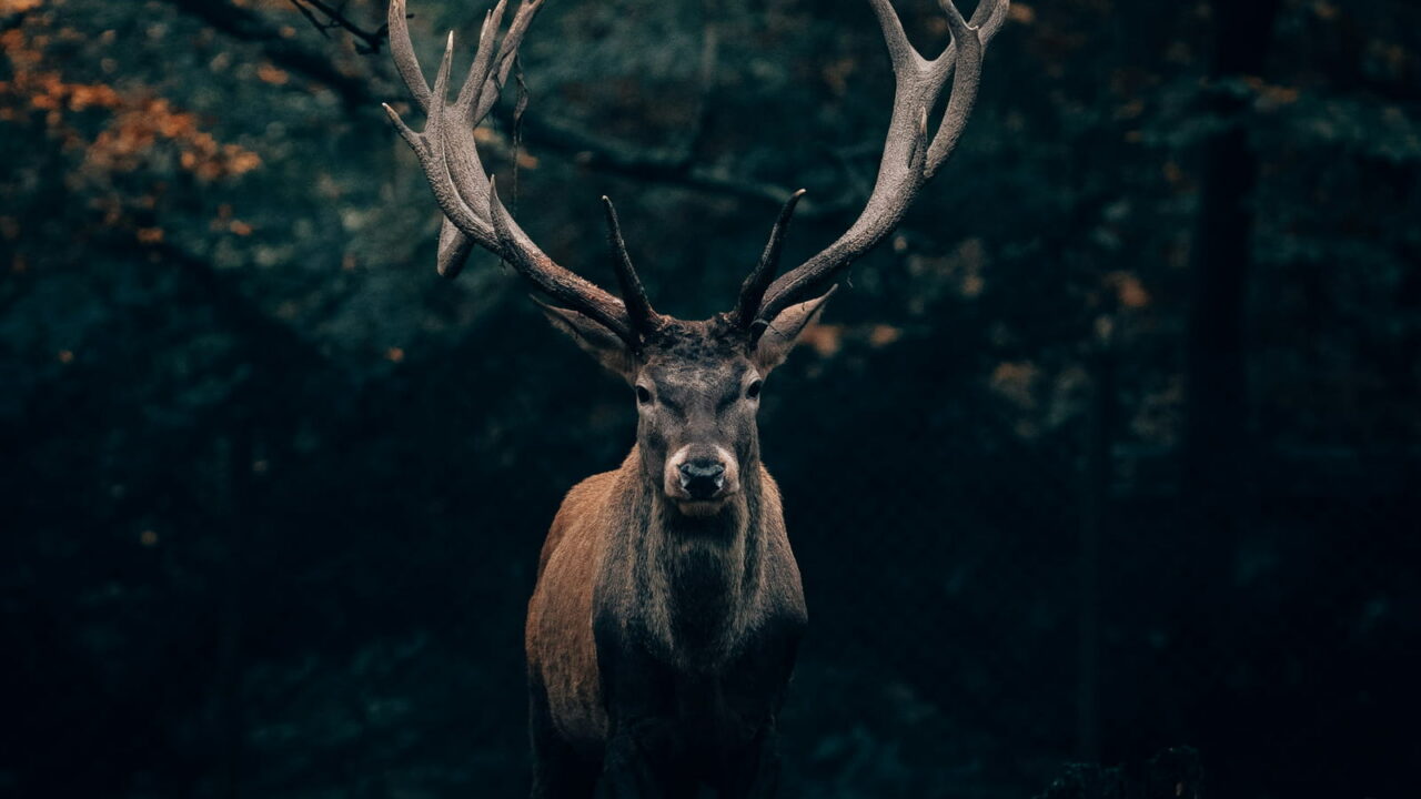 A stag with large antlers standing in a dark forest under autumn leaves.